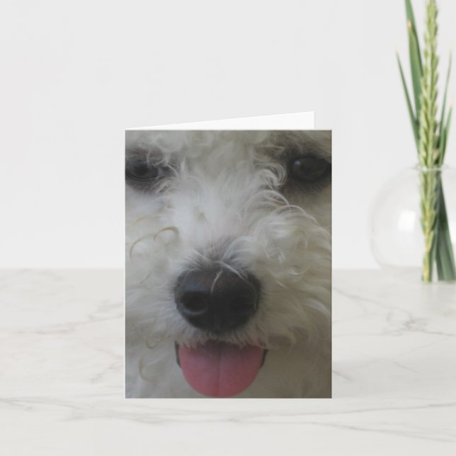 Tarjeta Bichon Frise - Notecard (Anverso)