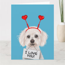 Bichon Frise "Te Amo" San Valentín