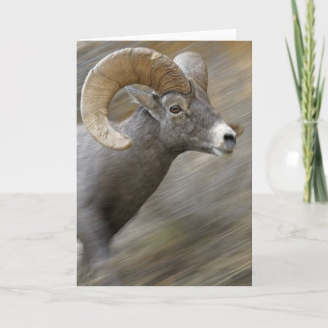 Tarjeta Bighorn corriente del desierto (Anverso)