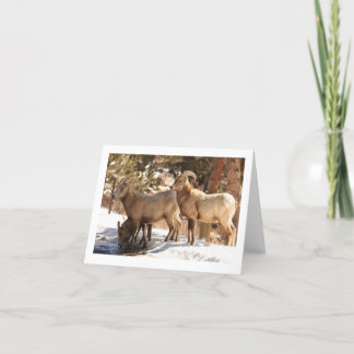 Tarjeta Bighorn Sheep notecard