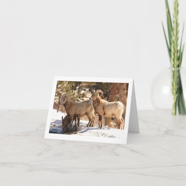 Tarjeta Bighorn Sheep notecard (Anverso)