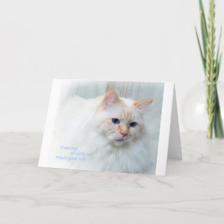 Tarjeta Birman Cat