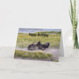 Tarjeta Birthday Bison Wallowing Yellowstone National Park