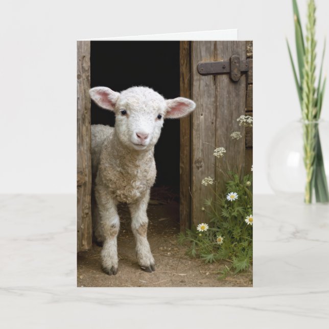 Tarjeta Birthday Lamb In Barn Door (Anverso)
