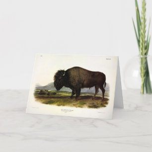 Tarjeta Bison Americano, o Búfalo (Bison bison) - Audubon