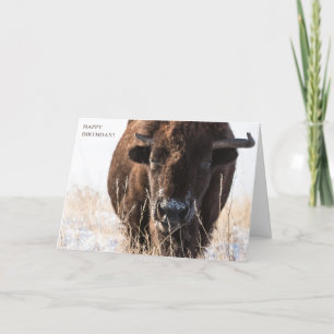 Tarjeta Bison Birthday Card
