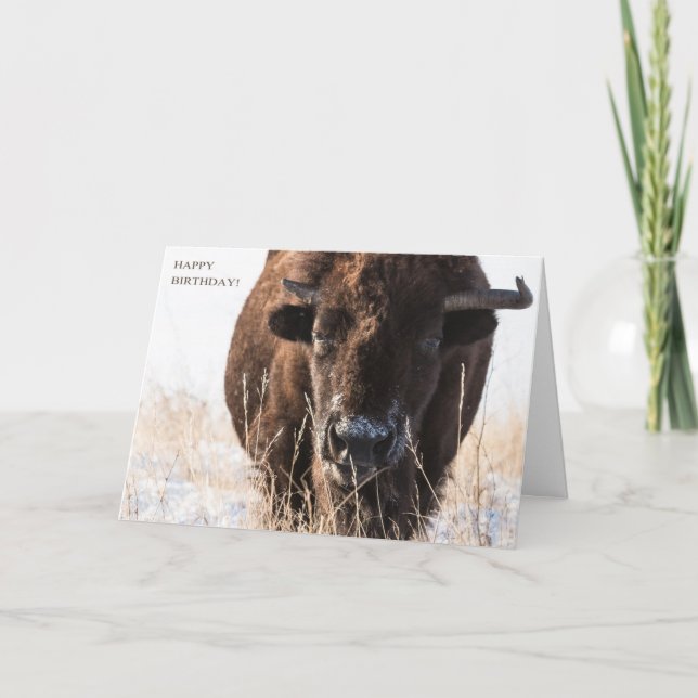Tarjeta Bison Birthday Card (Anverso)