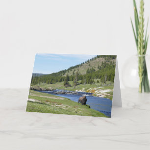 Tarjeta Bison en el Parque Nacional Yellowstone