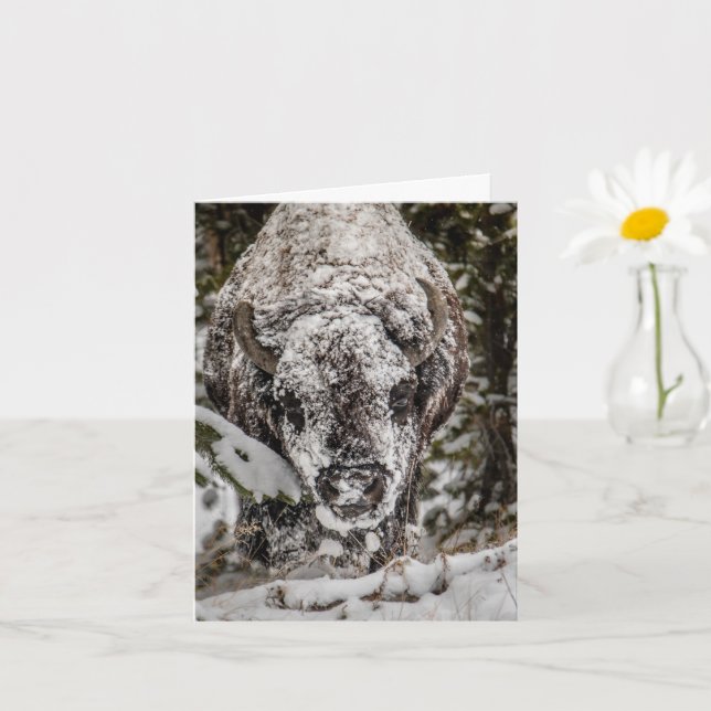 Tarjeta Bison Grand Teton cubierta de nieve (Planta pequeña)