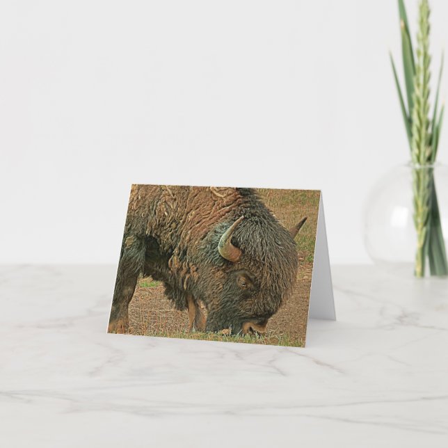 Tarjeta Bison in the Wild - Blank Greeting Card (Anverso)
