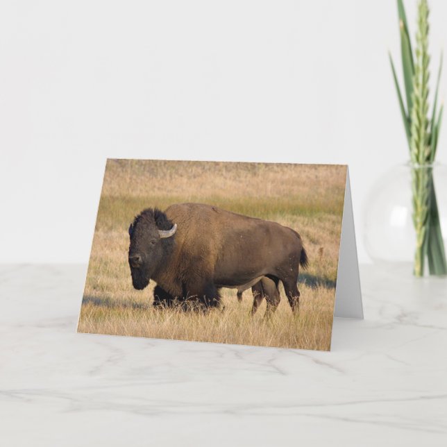 Tarjeta Bison in Yellowstone (Anverso)