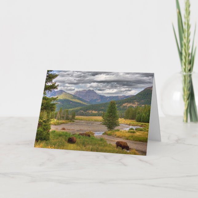 Tarjeta Bisonte de Yellowstone (Anverso)
