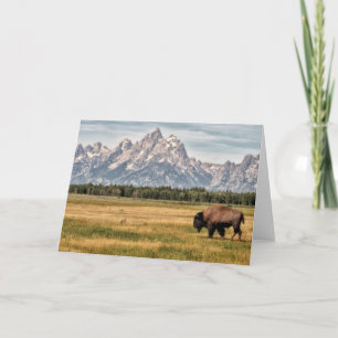 Tarjeta Bisonte en el Tetons