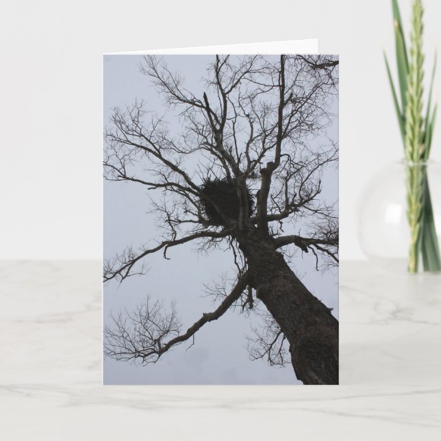 Tarjeta Black Brook Nest (Anverso)