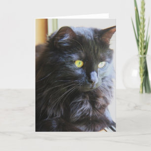 Tarjeta Black Cat Note Card, blank inside