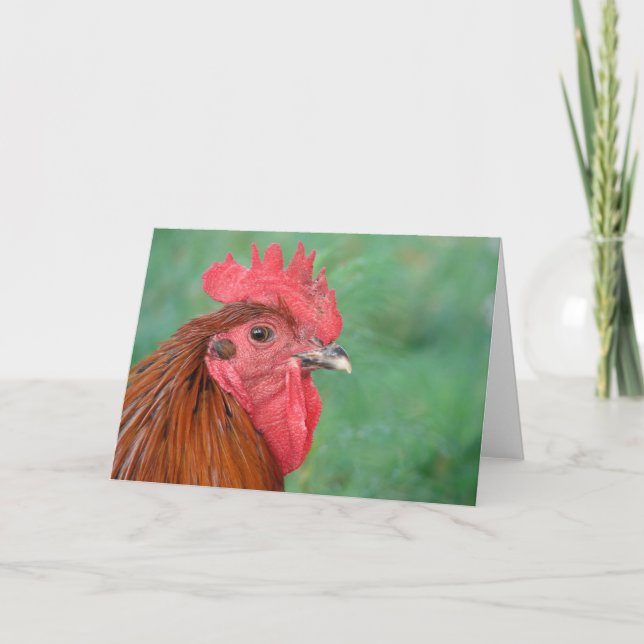 Tarjeta Black Copper Maran Rooster (Anverso)