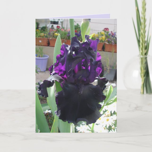 Tarjeta Black Iris Fllower Floral Photo Love Birday Card (Anverso)