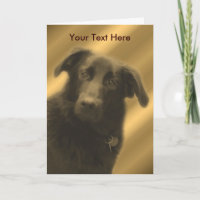 Black Lab Mix Cute Dog