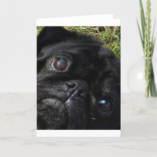 Tarjeta black-pug eyes