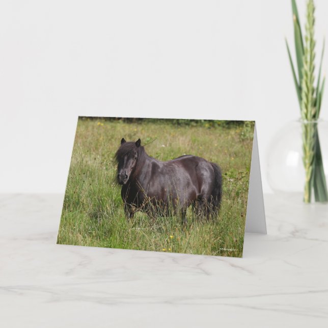 Tarjeta Black Shetland Stallion Standing In Grass (Anverso)