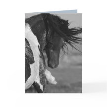 Black & White Strikes Wilse Horse Greeting Card