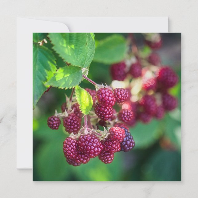 Tarjeta Blackberries (Anverso)