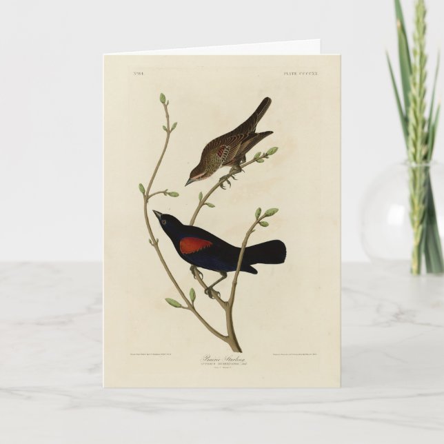 Tarjeta Blackbird de ala roja - Los pájaros de América de  (Anverso)
