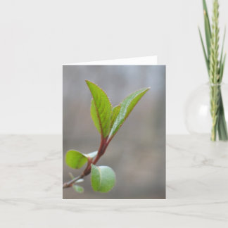 Tarjeta Blackhaw Notecard