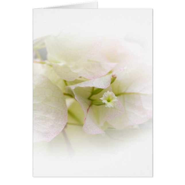 Tarjeta blanca Bougainvillea Blank (Frente)