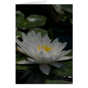Tarjeta blanca de agua de Lotus