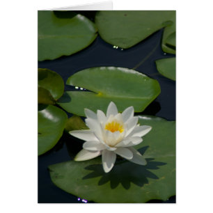 Tarjeta blanca de agua de Lotus