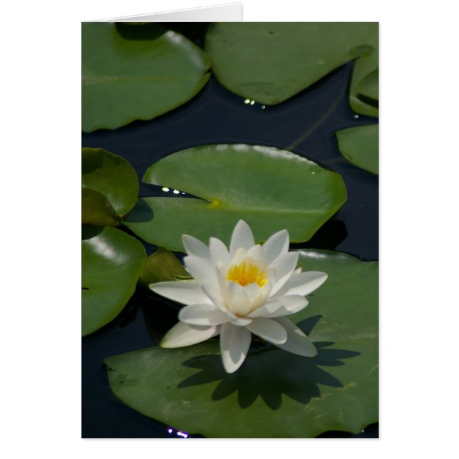 Tarjeta blanca de agua de Lotus (Frente)