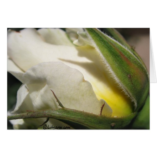 Tarjeta blanca de color rosa (Anverso (Horizontal))