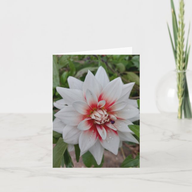 Tarjeta blanca de flor de Dahlia (Anverso)