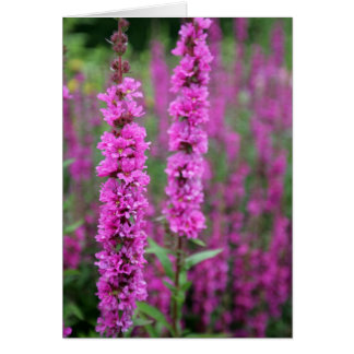 Tarjeta blanca de flores rosadas