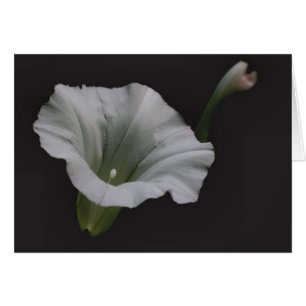 Tarjeta blanca de la fotografía de la flor de la