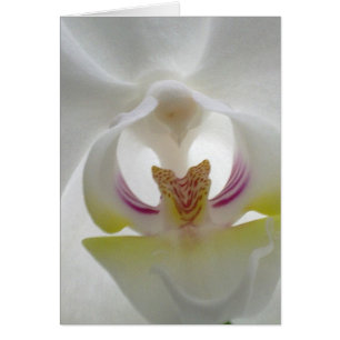 Tarjeta blanca de la orquídea