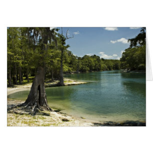 Tarjeta blanca de la playa del río Suwannee