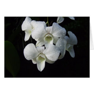 Tarjeta blanca de las orquídeas
