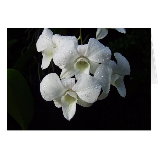 Tarjeta blanca de las orquídeas (Anverso (Horizontal))