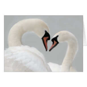 Tarjeta blanca de los cisnes