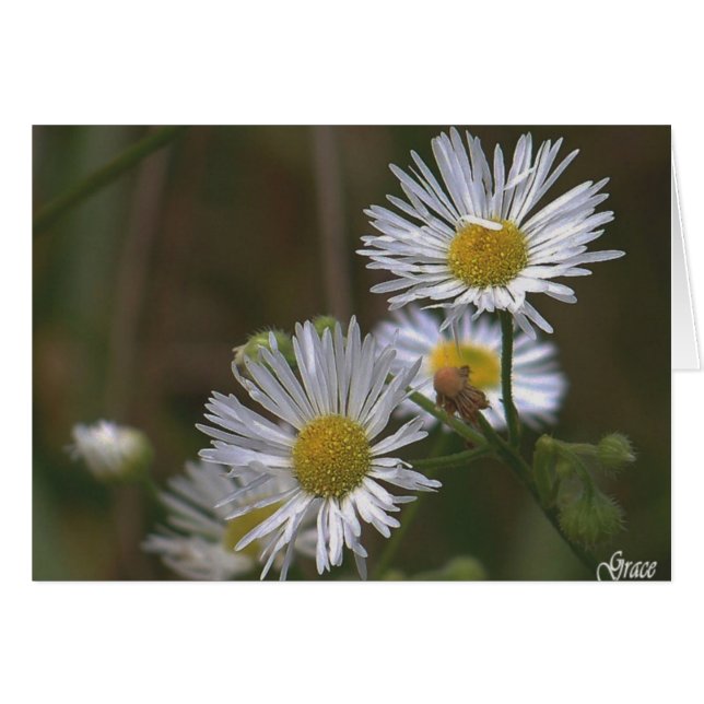 Tarjeta blanca de margaritas (Anverso (Horizontal))