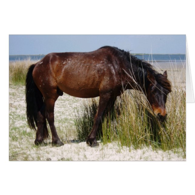 Tarjeta blanca del Caballo Wld del Banco Shacklefo (Anverso (Horizontal))