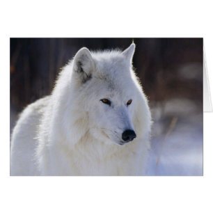 Tarjeta blanca del lobo blanco del Ártico