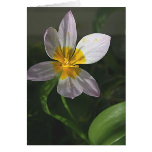 Tarjeta blanca del tulipán