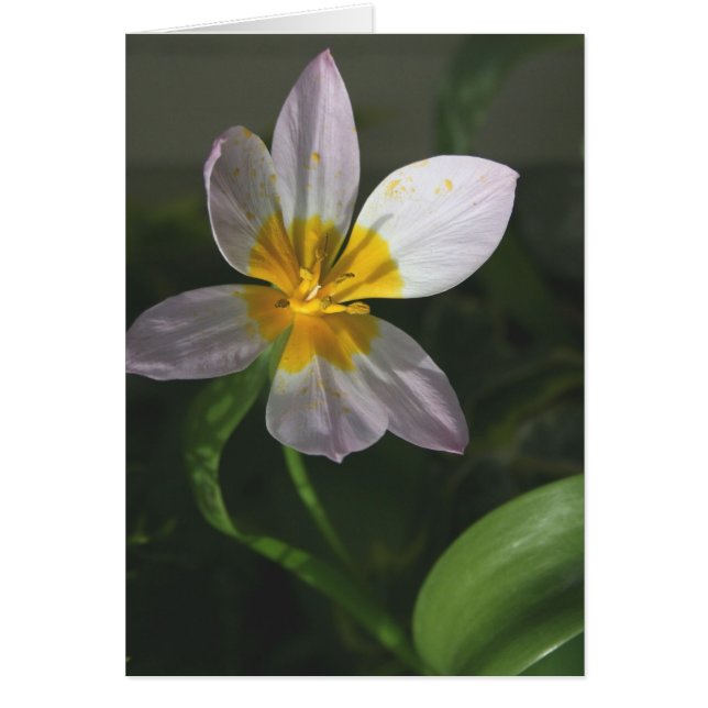 Tarjeta blanca del tulipán (Frente)