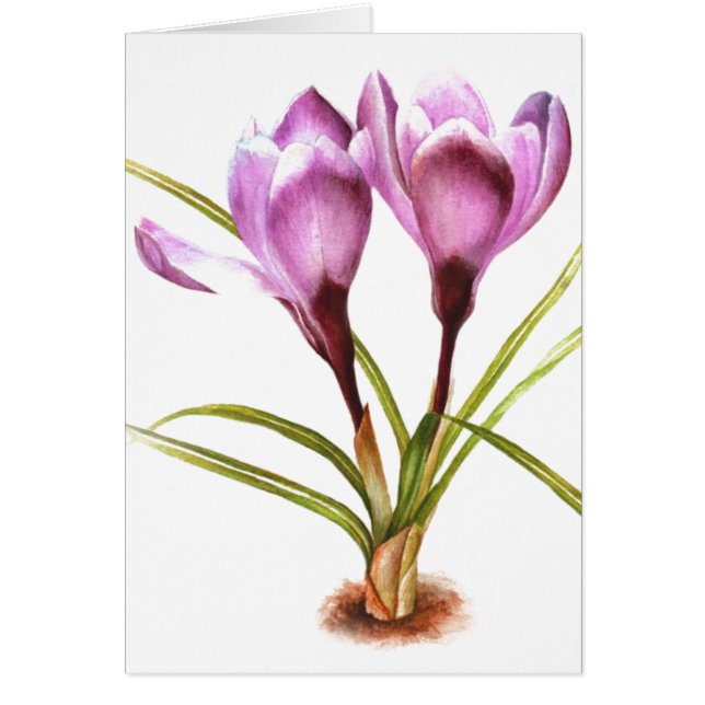 Tarjeta blanca diaria de "Purple Crocus" (Frente)