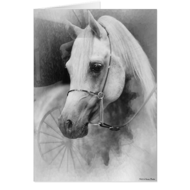 Tarjeta blanca para caballos (Frente)