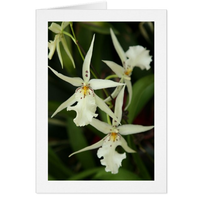 Tarjeta blanca para orquídeas (Frente)