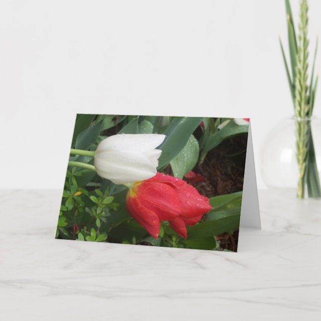 tarjeta blanca roja del tulipán (Anverso)